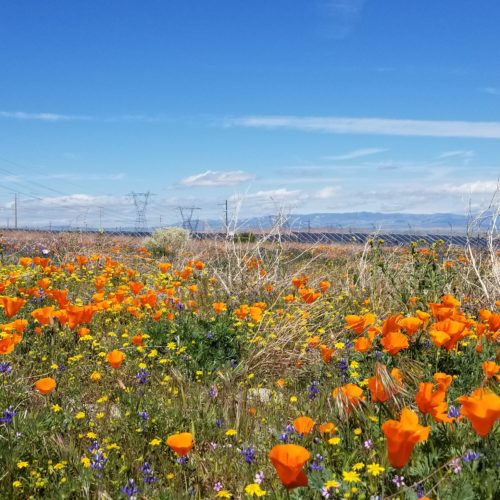 super-bloom southern california